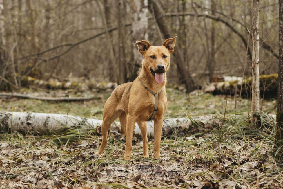 Собаки в Москве: Собака в добрые руки Девочка, Бесплатно - фото 4