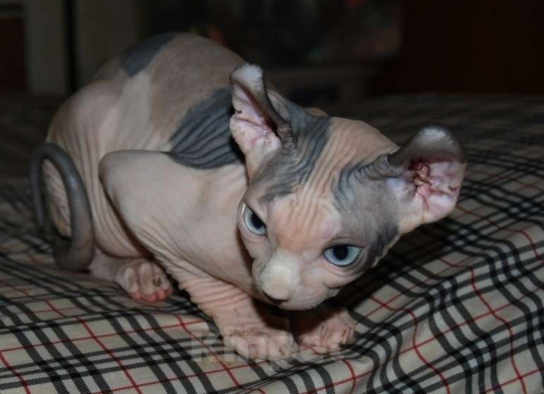 Кошки в Люберцах: Девочка эльф из программы DBE Девочка, Бесплатно - фото 2