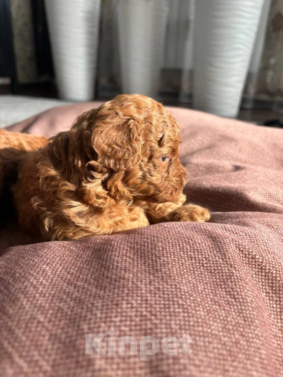 Собаки в Казани: Той пудель с Китайскими кровями, с короткой (теди)  мордочкой Мальчик, 100 000 руб. - фото 4