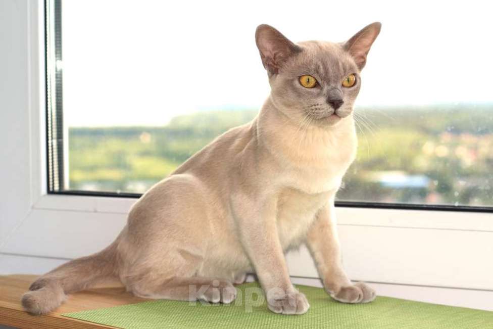 Кошки в Москве: Бурма - котята из питомника Девочка, 90 000 руб. - фото 9