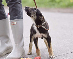 Собаки в Москве: Крошечная собачка Мими в добрые руки Девочка, 1 руб. - фото 3