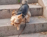 Собаки в Москве: Продам щенков Йорка Мальчик, 10 000 руб. - фото 2