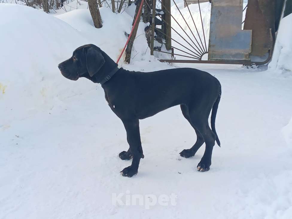 Собаки в Можайске: Немецкий дог. Девочка Мальчик, 60 000 руб. - фото 2