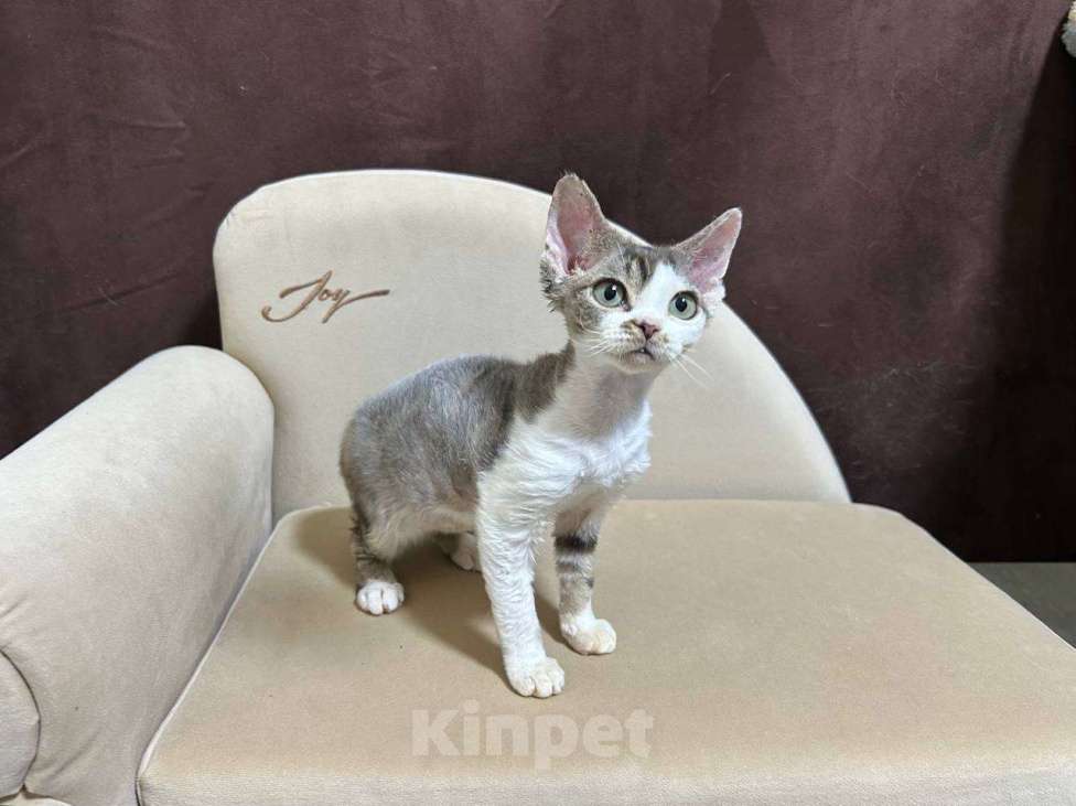 Кошки в Москве: девочка девон рекс биколор с зелеными глазками  Девочка, 85 000 руб. - фото 2