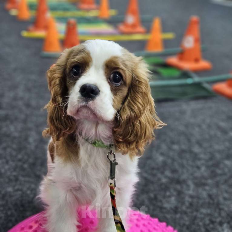 Собаки в Ижевске: Щенки Кавалер кинг чарльз спаниель  Мальчик, Бесплатно - фото 4