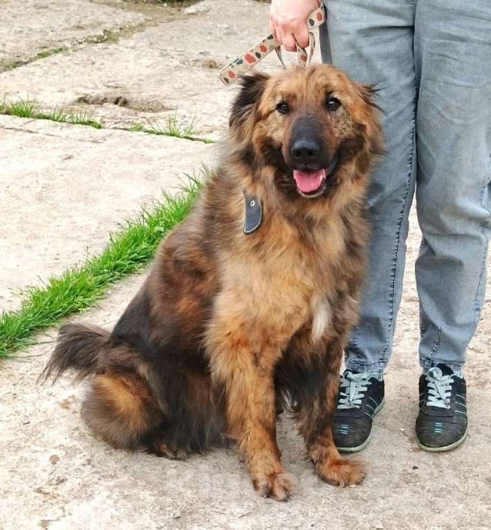 Собаки в Москве: Тигруша живет надеждой встретить свою семью! Мальчик, Бесплатно - фото 4