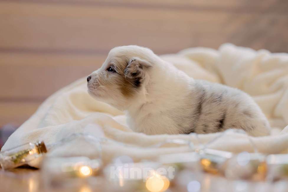 Собаки в Москве: Щенки Австралийской овчарки Мальчик, Бесплатно - фото 3