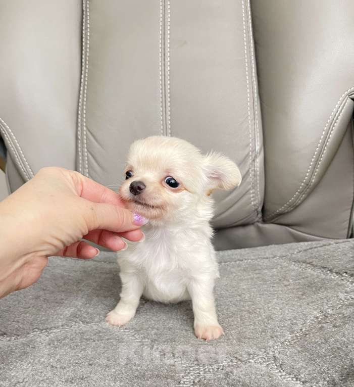 Собаки в Люберцах: Чихуахуа  Мальчик, 37 000 руб. - фото 2