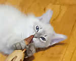 Кошки в Москве: Котик 3 мес Мальчик, Бесплатно - фото 2