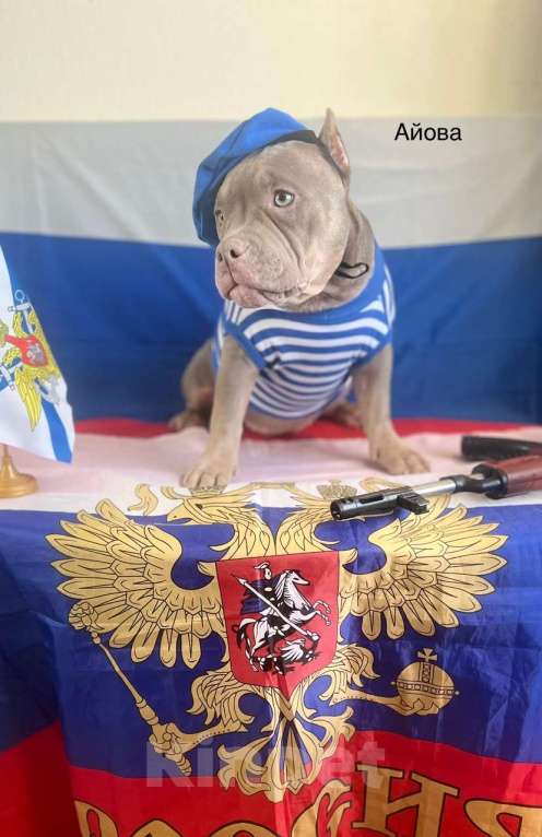 Собаки в Мурином: Айова Девочка, 65 000 руб. - фото 1