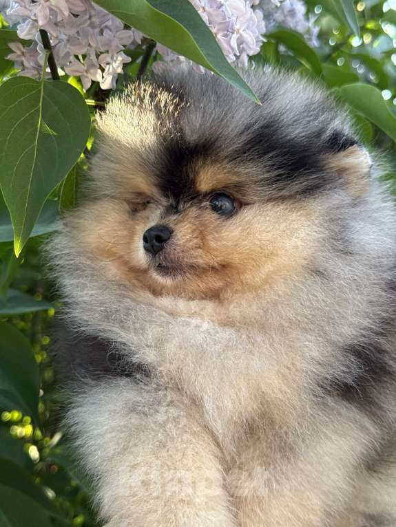 Собаки в Перми: Голубоглазые шпицули Мальчик, Бесплатно - фото 3