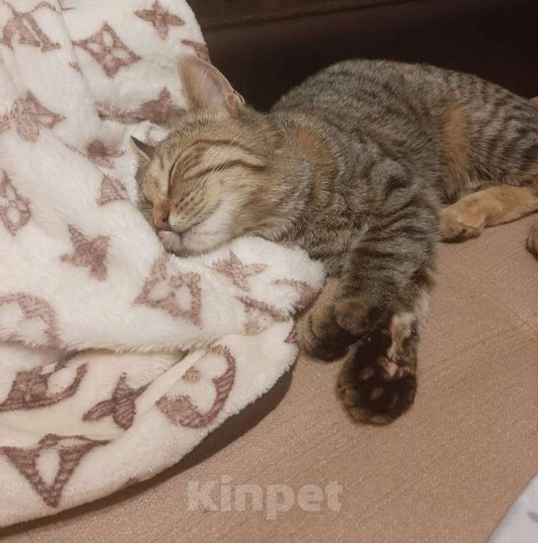 Кошки в Москве: Милая Ириса ищет добрых и любящих хозяев. Девочка, 1 руб. - фото 3