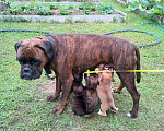 Собаки в Суздале: Щенок от мамы немецкого тигрового боксера Девочка, 1 руб. - фото 2