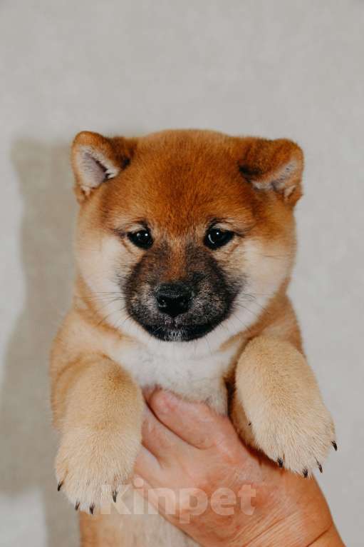 Собаки в Нижнем Новгороде: Сиба ину девочка Девочка, Бесплатно - фото 2