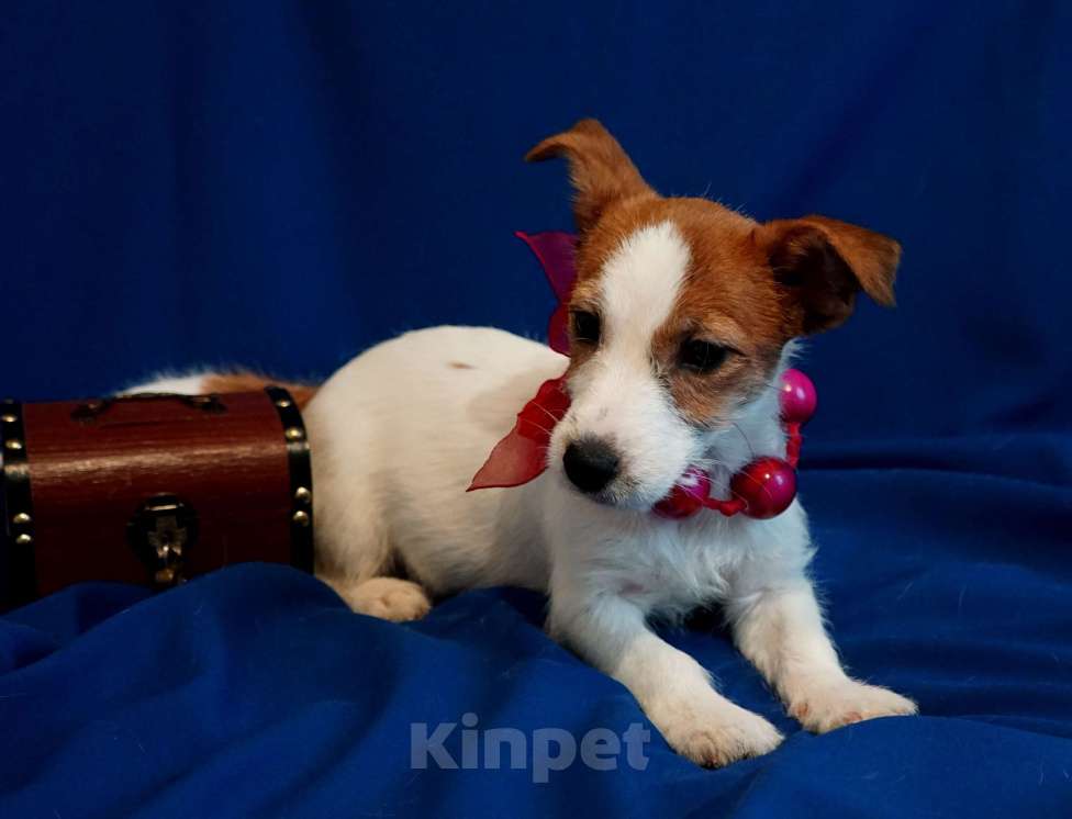 Собаки в Кудрово: Джек Рассел девочка Девочка, 35 000 руб. - фото 3