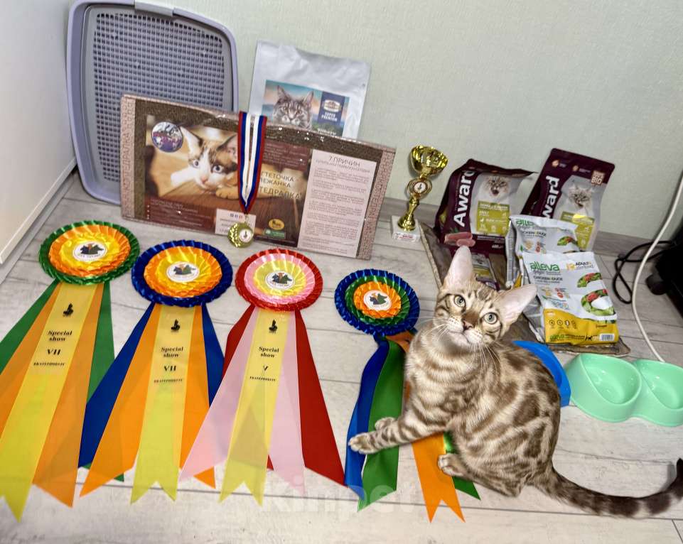 Кошки в Челябинске: Бенгальский котенок Мальчик, 35 000 руб. - фото 1