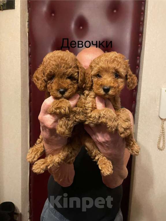 Собаки в Москве: Той- пудель девочки Девочка, 70 000 руб. - фото 6
