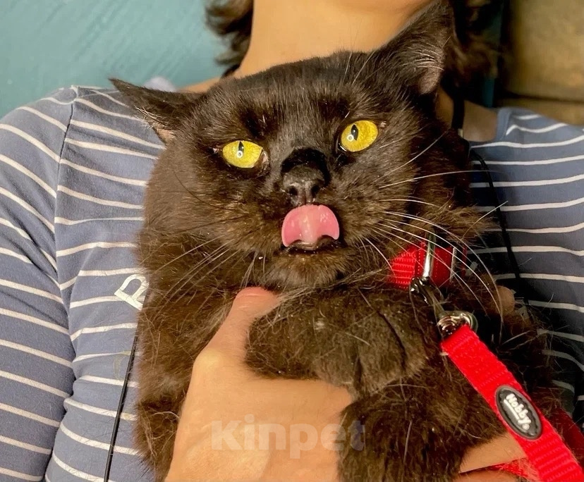 Кошки в Москве: Котик Люцик ищет дом! Мальчик, Бесплатно - фото 3