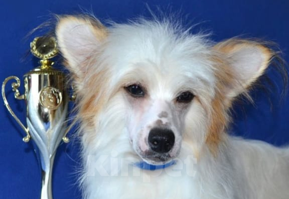 Собаки в Москве: Щенок китайской хохлатой собаки Мальчик, 20 000 руб. - фото 4