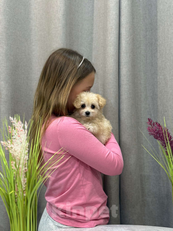 Собаки в Москве: Мальтипу девочка 2 Девочка, 180 000 руб. - фото 5