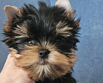 Собаки в Москве: Мальчик йорка Мальчик, 40 000 руб. - фото 7