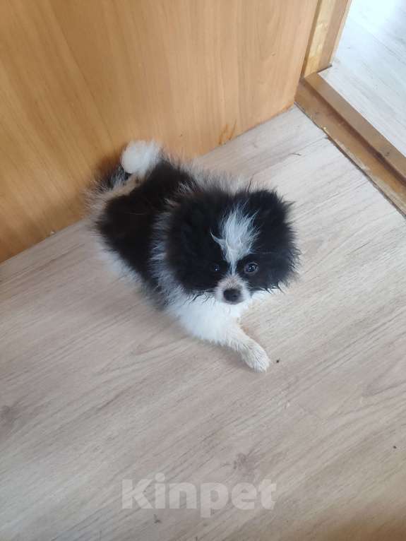 Собаки в Домодедово: Щенки шпиц Мальчик, 25 000 руб. - фото 5