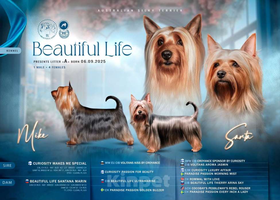 Собаки в Москве: Щенки Австралийского Силки терьера Разнополые, 35 000 руб. - фото 1