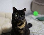Кошки в Санкт-Петербурге: Скромная Бася Девочка, Бесплатно - фото 3