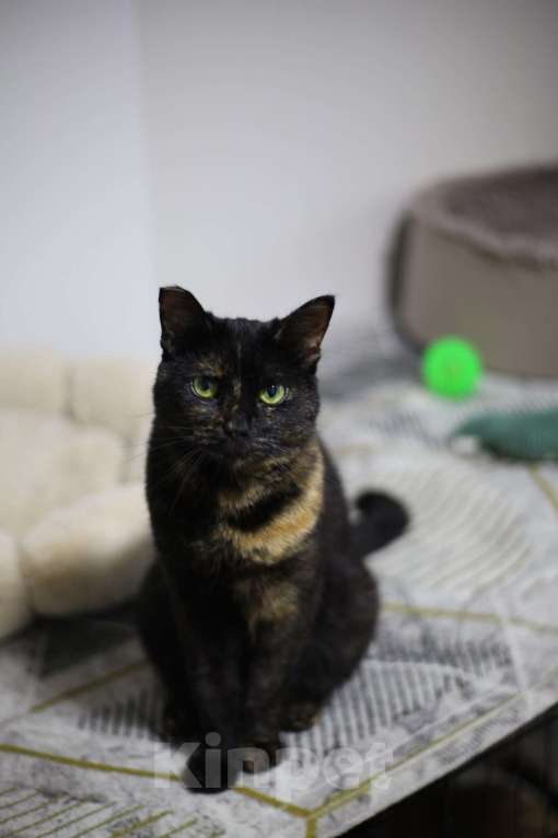 Кошки в Санкт-Петербурге: Скромная Бася Девочка, Бесплатно - фото 3