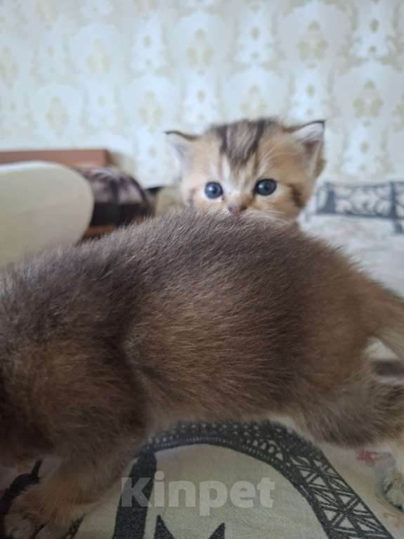 Кошки в Симферополе: 2 мальчика шотландских  Мальчик, 15 000 руб. - фото 3