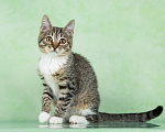 Кошки в Москве: Котик Нафаня ищет дом Мальчик, Бесплатно - фото 1