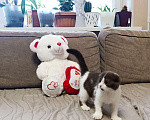 Кошки в Буденновске: Шотландский вислоухий котёнок Девочка, 10 руб. - фото 2