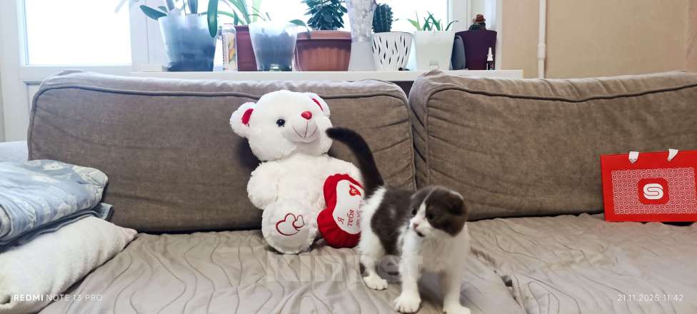 Кошки в Буденновске: Шотландский вислоухий котёнок Девочка, 10 руб. - фото 2