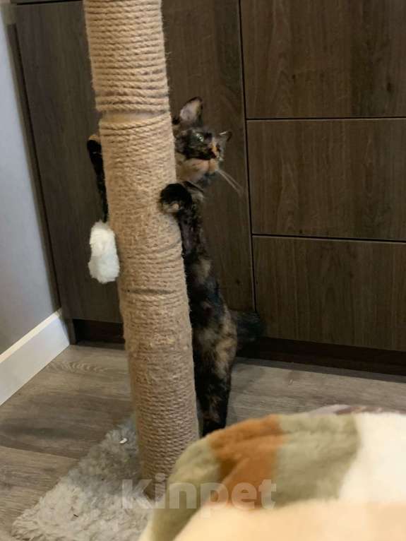 Кошки в Санкт-Петербурге: Марфуша Девочка, Бесплатно - фото 4