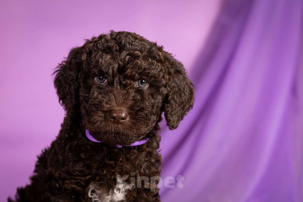 Собаки в Москве: EGELMEISTER Мальчик, 120 000 руб. - фото 4