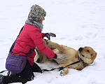 Собаки в Видном: Алабай Скорсби 2 года Мальчик, Бесплатно - фото 5