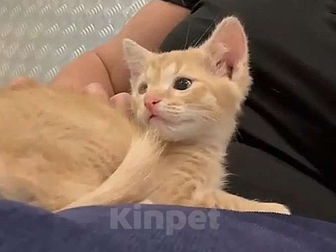 Кошки в Москве: Котенку Левушке, который не хочет сходить с рук, нужен дом Мальчик, 10 руб. - фото 2