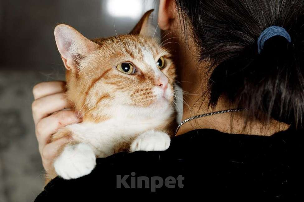 Кошки в Москве: Солнечная кошечка Шани ищет дом Девочка, 1 руб. - фото 3