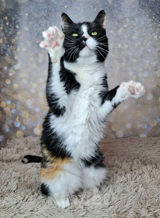 Кошки в Москве: Амалия будет на выставке-пристройстве в Москве Девочка, Бесплатно - фото 9