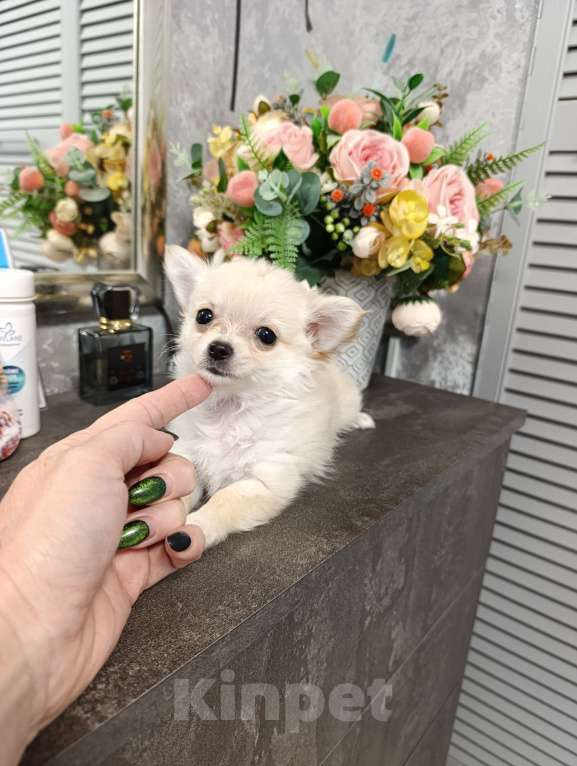 Собаки в Краснодаре: Чихуахуа длинношерстный Мальчик, 25 000 руб. - фото 6