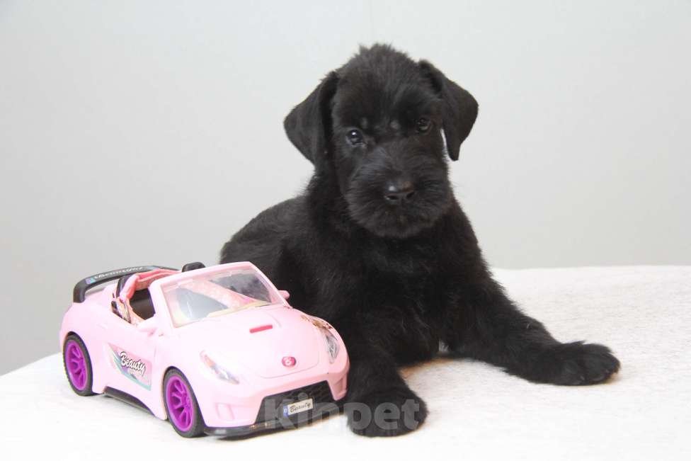 Собаки в Бердске: Щенки ризеншнауцера -Девочки Девочка, 65 000 руб. - фото 6