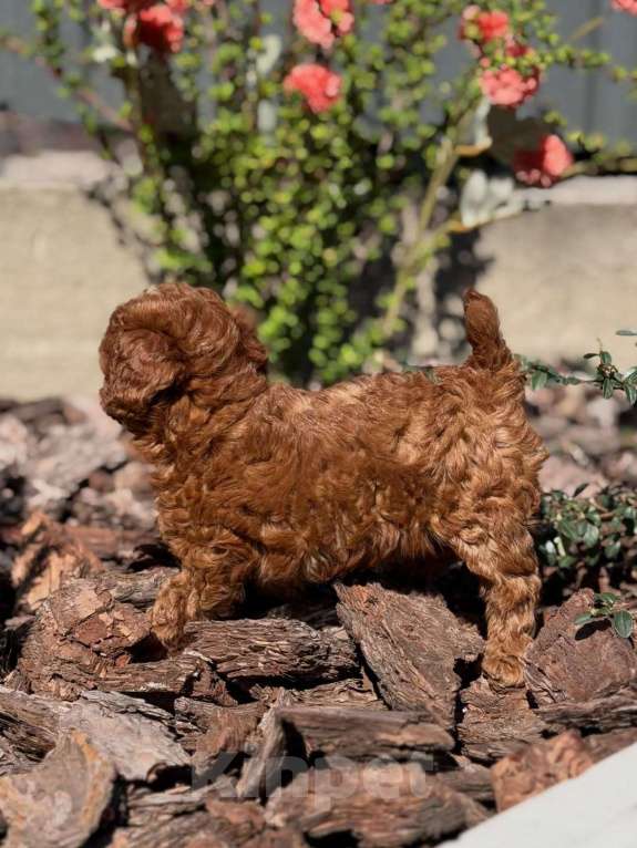 Собаки в Нижнем Новгороде: Той-пудель, щенок Мальчик, 150 000 руб. - фото 8