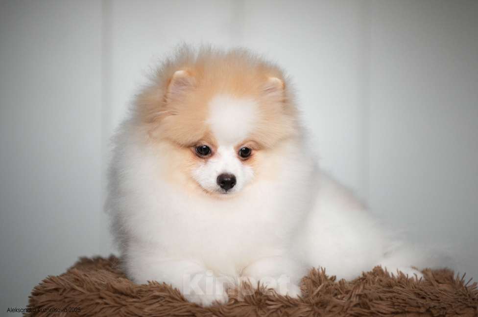 Собаки в Челябинске: Померанский шпиц мальчик Мальчик, Бесплатно - фото 4