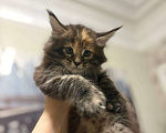 Кошки в Серпухове: Котёнок мейн-кун полидакт Девочка, 65 000 руб. - фото 2