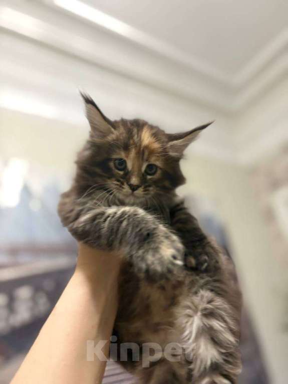 Кошки в Серпухове: Котёнок мейн-кун полидакт Девочка, 65 000 руб. - фото 2