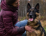 Собаки в Москве: Крис, 4 года - немецкая овчарка в дар Девочка, Бесплатно - фото 3