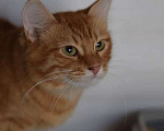 Кошки в Москве: Рыжий красавец котик Оскар ищет семью! Мальчик, 10 руб. - фото 2