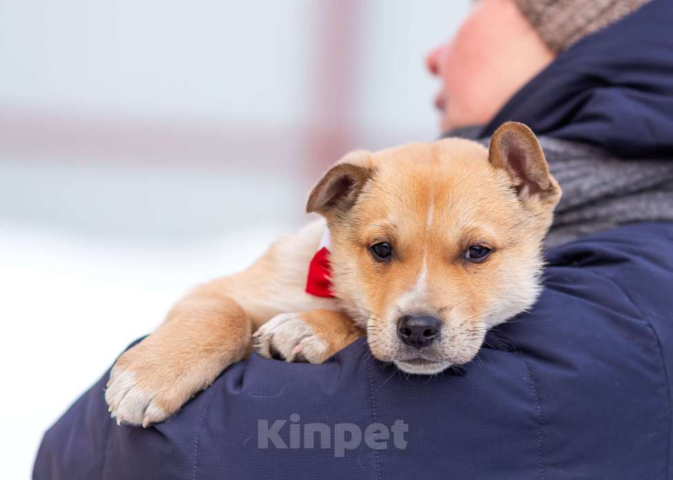 Собаки в других городах Московской области: Щенок Грэй в добрые руки Мальчик, Бесплатно - фото 2