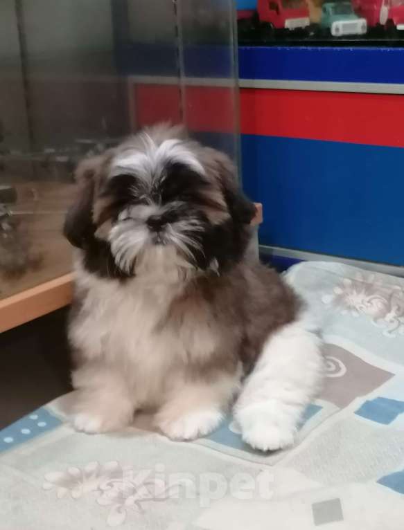 Собаки в Саратове: Ши-тцу девочка  Девочка, 50 000 руб. - фото 3