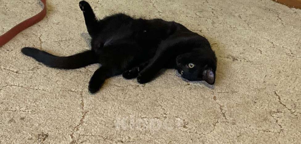 Кошки в Набережных Челнах: Котик Пума Мальчик, Бесплатно - фото 2